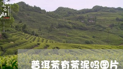 普洱茶有茶泥吗图片/2023120561737