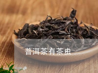 普洱茶有茶虫/2023042939261