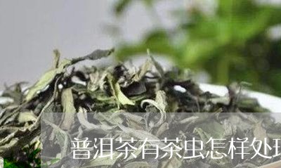 普洱茶有茶虫怎样处理掉/2023110129493