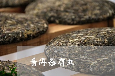 普洱茶有虫/2023090692038