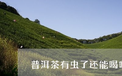 普洱茶有虫了还能喝吗/2023061953835