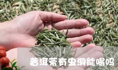 普洱茶有虫洞能喝吗/2023120526139