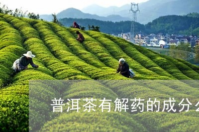 普洱茶有解药的成分么/2023062215260