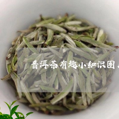 普洱茶有趣小知识图片/2023082715158