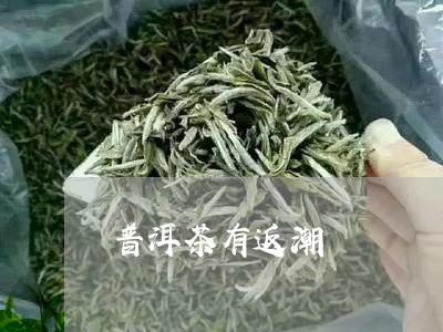 普洱茶有返潮/2023091380693