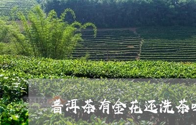 普洱茶有金花还洗茶吗/2023080304939