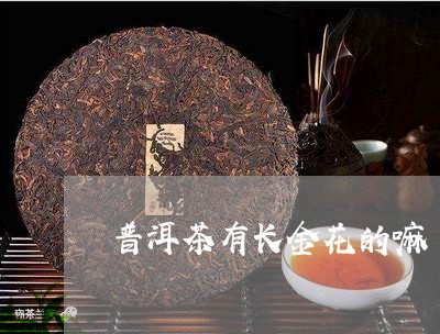 普洱茶有长金花的嘛/2023120570936