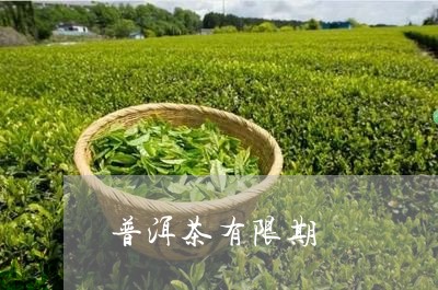 普洱茶有限期/2023042720026