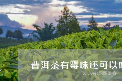 普洱茶有霉味还可以吃吗有毒吗/2023121736048