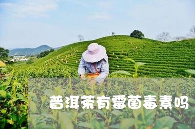 普洱茶有霉菌毒素吗/2023071094715