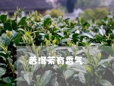 普洱茶有香气/2023042798424