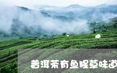 普洱茶有鱼腥草味道怎么办/2023112418382