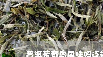 普洱茶有鸟屎味吗还能喝吗/2023121713826