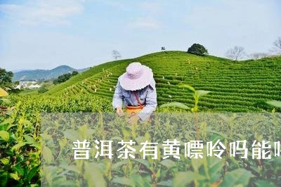 普洱茶有黄嘌呤吗能喝吗/2023102524946