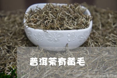 普洱茶有黄毛/2023042800919