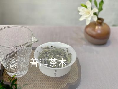 普洱茶木/2023121805047