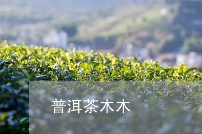 普洱茶木木/2023121770504