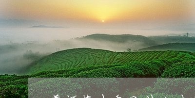 普洱茶木香是什么味道/2023062579472