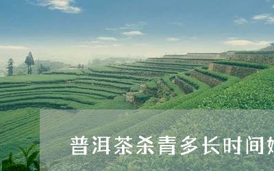 普洱茶杀青多长时间好/2023062978172