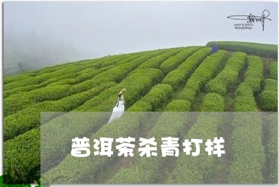 普洱茶杀青打样/2023102683805