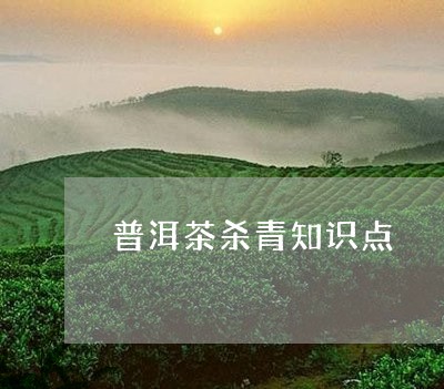 普洱茶杀青知识点/2023110772694