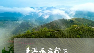 普洱茶李行正/2023042535376