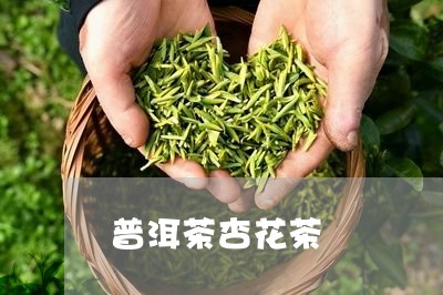 普洱茶杏花茶/2023042739883