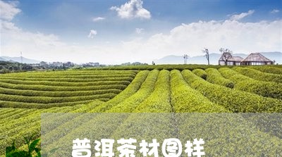 普洱茶材图样/2023042822295