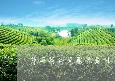 普洱茶条索藏品是什么/2023120669494