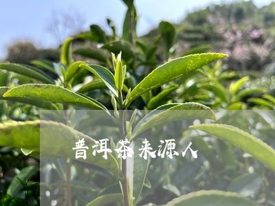 普洱茶来源人/2023042802078