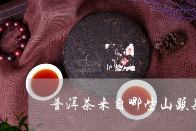 普洱茶来自哪些山头茶叶/2023110707140