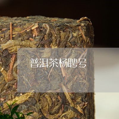 普洱茶杨聘号/2023042909815