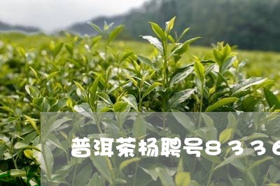 普洱茶杨聘号8336/2023100640484