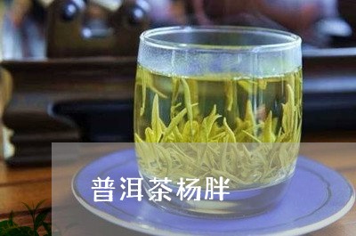 普洱茶杨胖/2023112692815