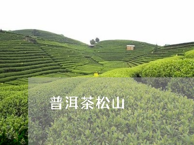 普洱茶松山/2023090651606