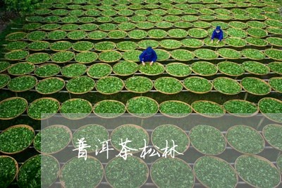 普洱茶松林/2023090581804