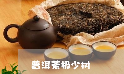 普洱茶极少树/2023042884837