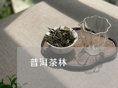 普洱茶林/2023110848379