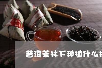 普洱茶林下种植什么树木/2023110759706