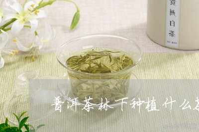 普洱茶林下种植什么茶树/2023121720491