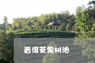 普洱茶果树油/2023042750771