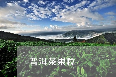 普洱茶果粒/2023090598472