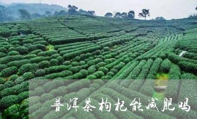 普洱茶枸杞能减肥吗/2023062772039