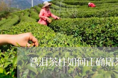 普洱茶柱如何正确撬茶/2023080394830