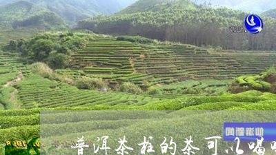 普洱茶柱的茶可以喝吗/2023062459359