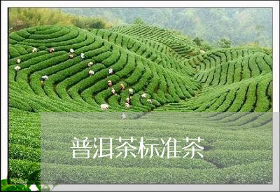 普洱茶标准茶/2023042870552