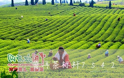 普洱茶标杆7542/2023070992603