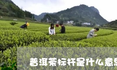 普洱茶标杆是什么意思/2023092879392