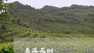 普洱茶树/2023083117370