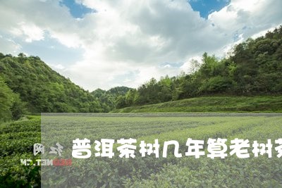 普洱茶树几年算老树茶/2023080246031